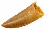 Serrated Raptor Premaxillary Tooth - Real Dinosaur Tooth #364840-1